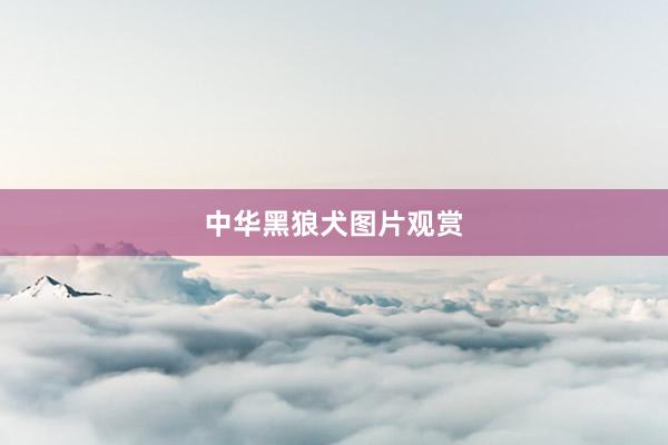 中华黑狼犬图片观赏